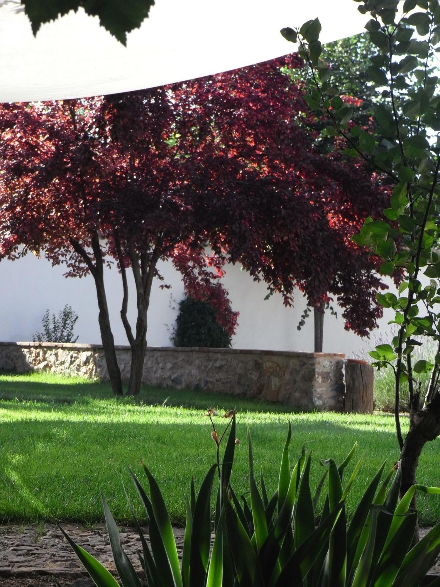 Casa Rural La Alameda Madridejos Buitenkant foto