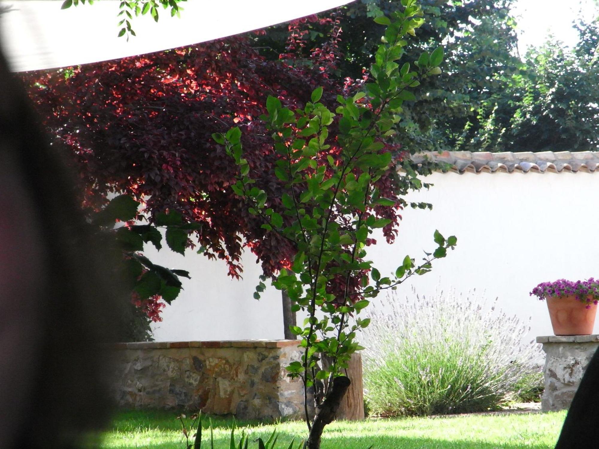 Casa Rural La Alameda Madridejos Buitenkant foto